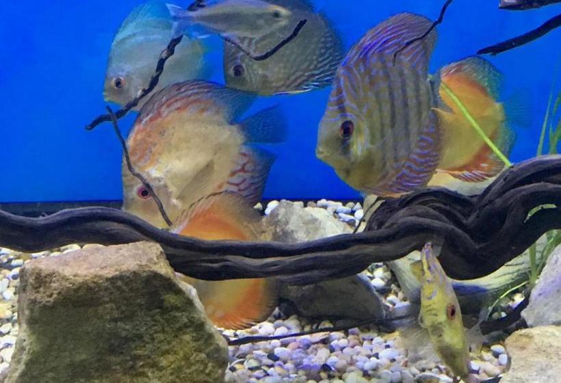 פנסיון Blue Summer House