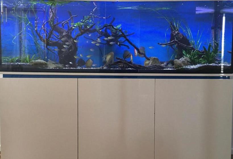 פנסיון Blue Summer House