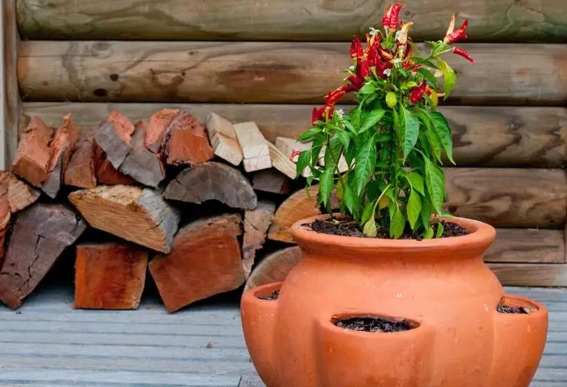 Lomakeskus Ti Tree Village