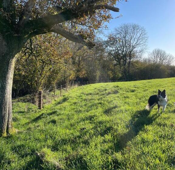 צימר Higher Melcombe Manor