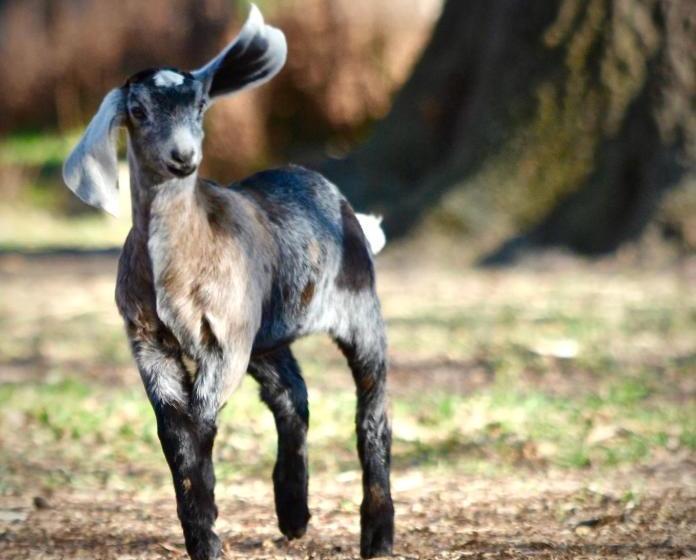 בית מלון כפרי Alexandra Farmstay