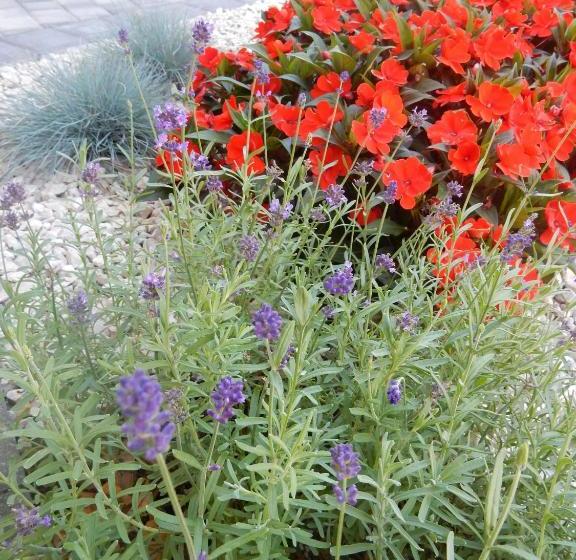 住宿加早餐  Frühstückspension Lach