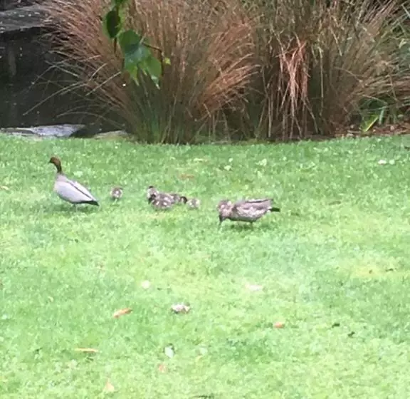 ベッドアンドブレックファースト Hilltop