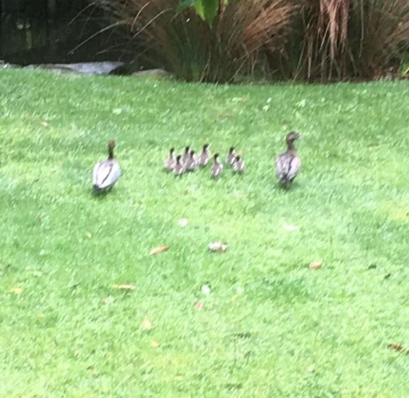 住宿加早餐 Hilltop
