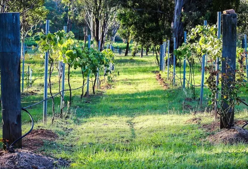 ペンション Elfin Hill Vineyard Accommodation