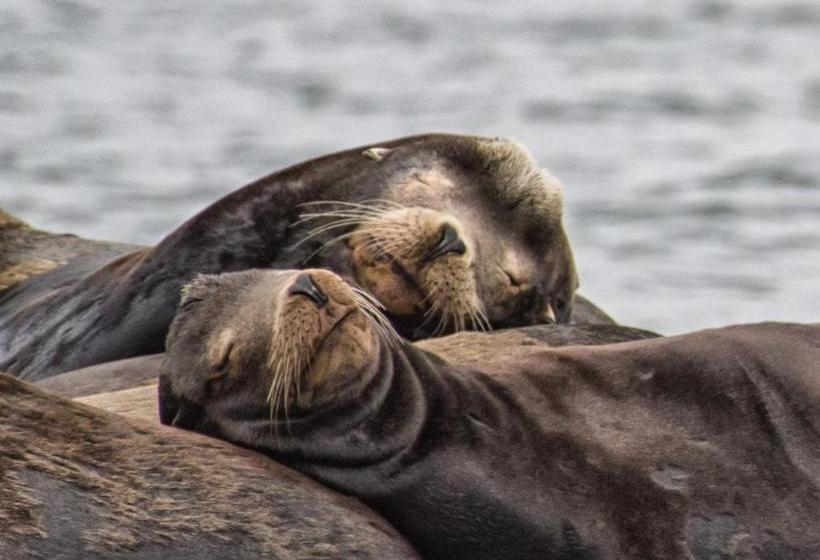 住宿加早餐  Wild Pacific Guest Suites