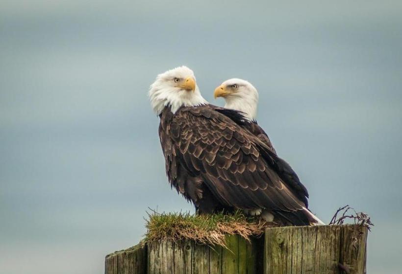 住宿加早餐  Wild Pacific Guest Suites