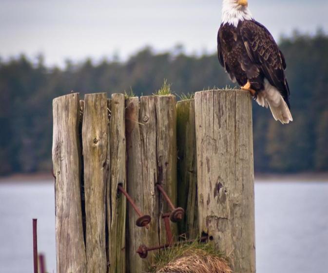 住宿加早餐  Wild Pacific Guest Suites