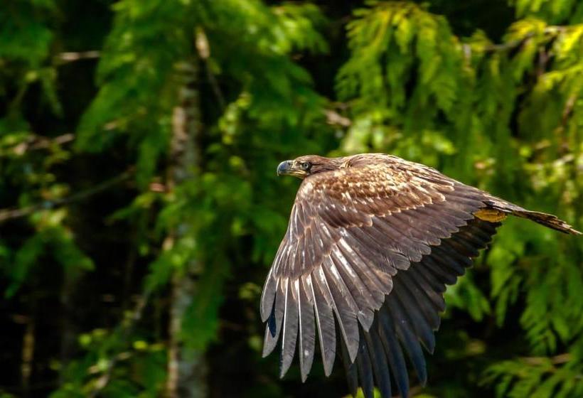 住宿加早餐  Wild Pacific Guest Suites