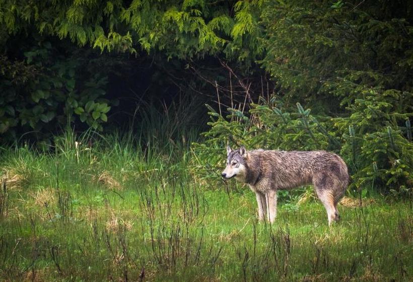 住宿加早餐  Wild Pacific Guest Suites