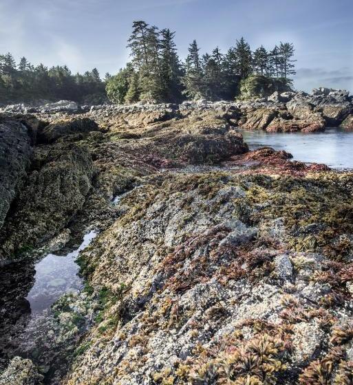 住宿加早餐  Wild Pacific Guest Suites