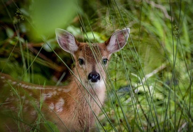 住宿加早餐  Wild Pacific Guest Suites