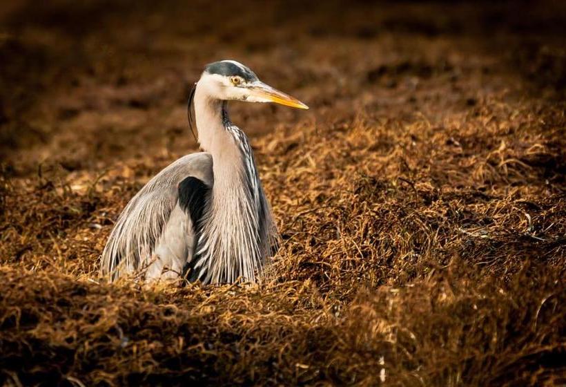 住宿加早餐  Wild Pacific Guest Suites