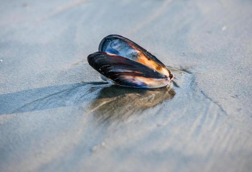 住宿加早餐  Wild Pacific Guest Suites