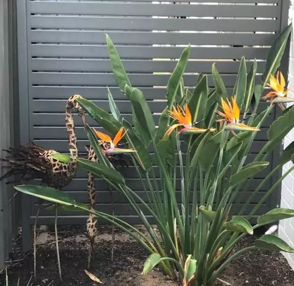 Majatalo Zebras Guesthouse