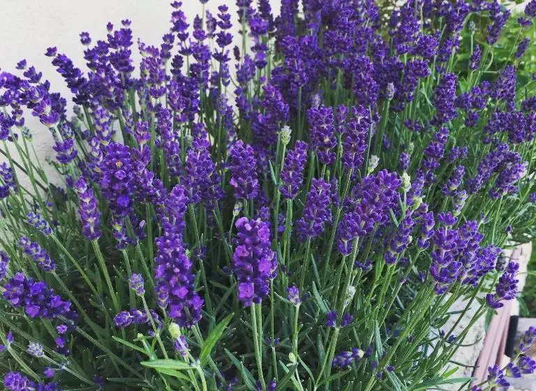 Majatalo Sa Murta Bianca Guesthouse