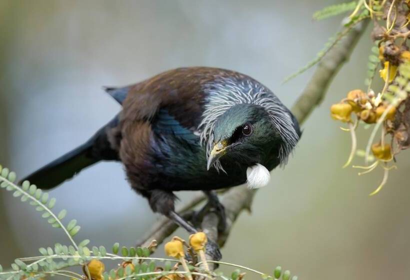 פנסיון Auckland Hauraki Modern Guest House