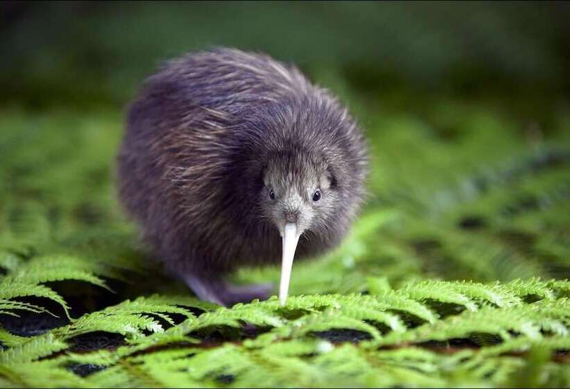 פנסיון Auckland Hauraki Modern Guest House