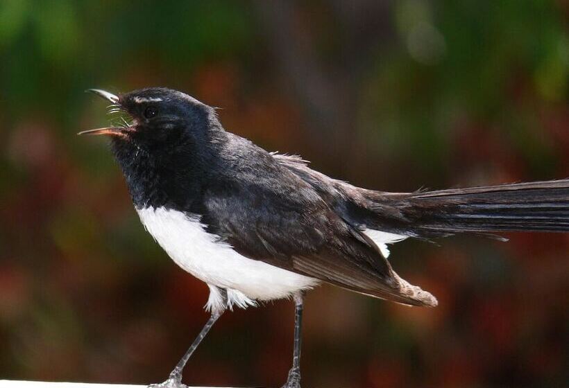 פנסיון Auckland Hauraki Modern Guest House