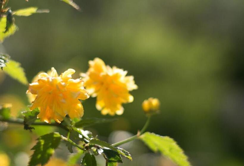 Pensiunea Colt De Munte