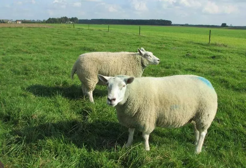 B&b Boerderij Wijtvliet