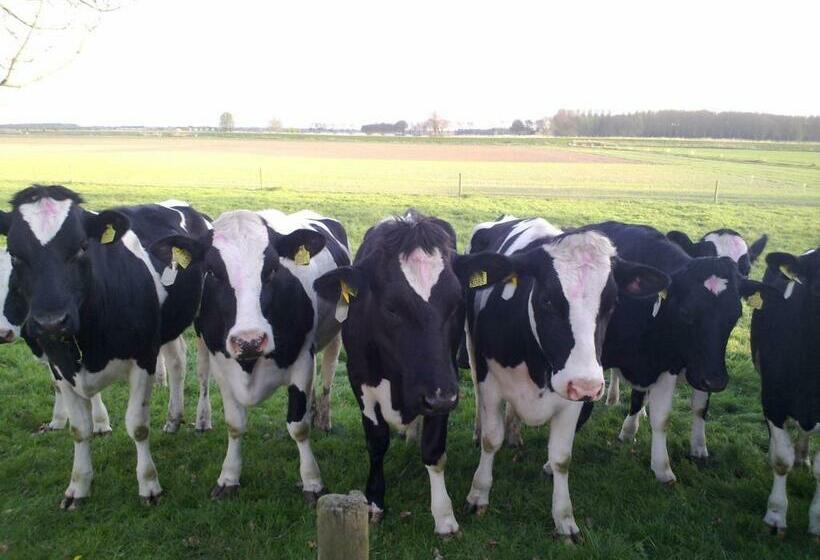 B&b Boerderij Wijtvliet