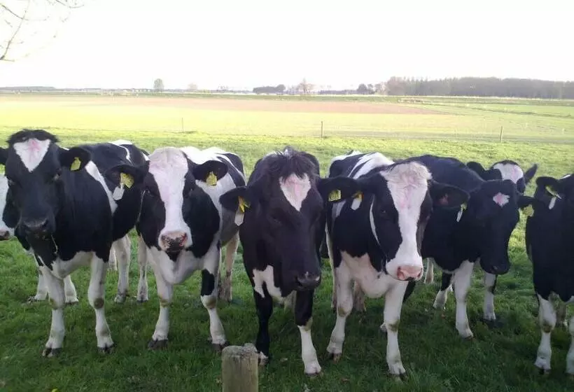 B&b Boerderij Wijtvliet