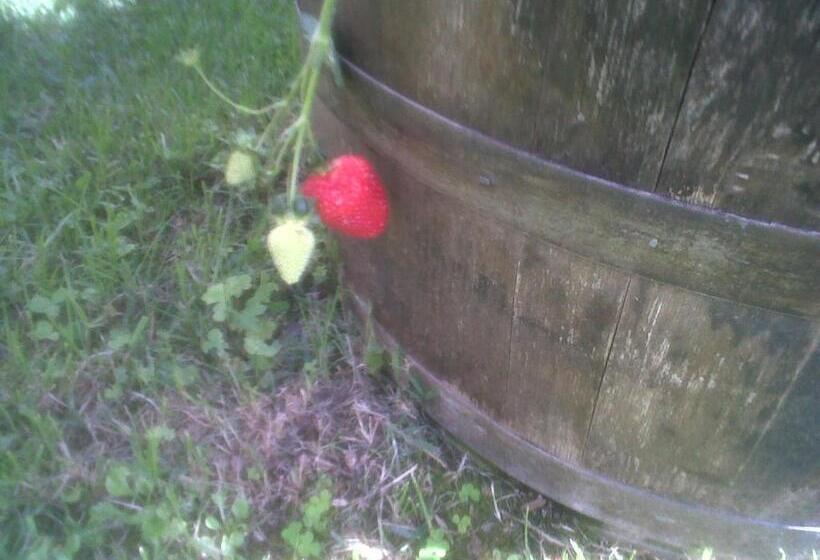 Отель Agriturismo Podere Micitto