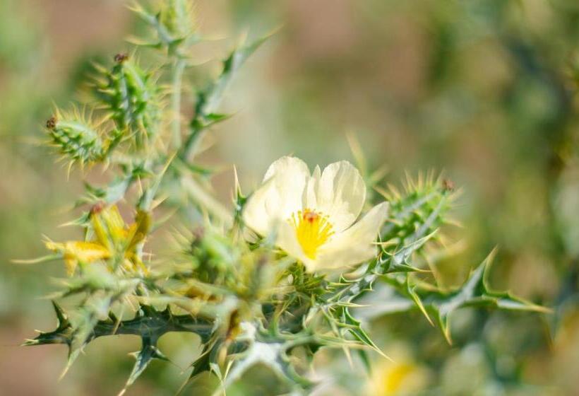 פנסיון Desert Dew Guest House