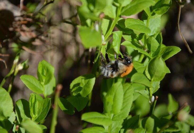 הוסטל Pulemchanka