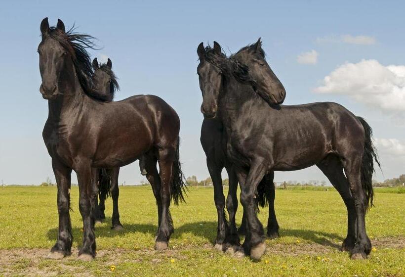 B&b De Pastorie Bij Dokkum