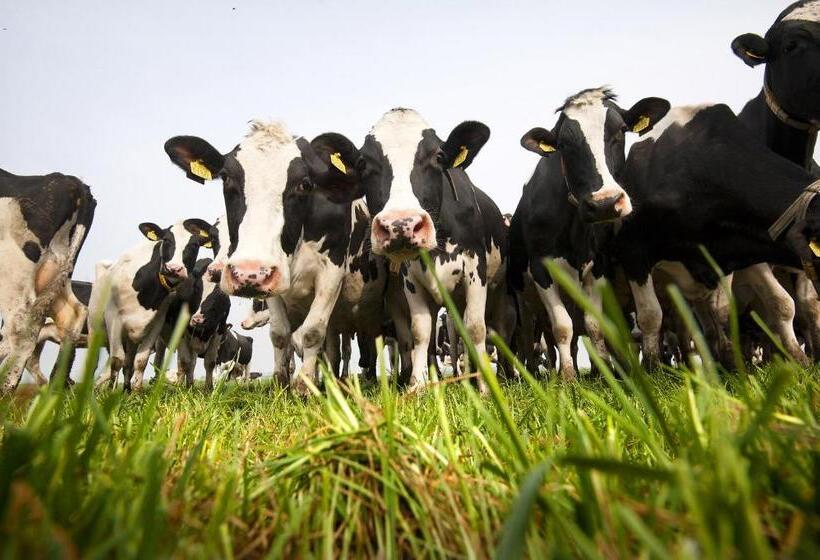 B&b De Pastorie Bij Dokkum