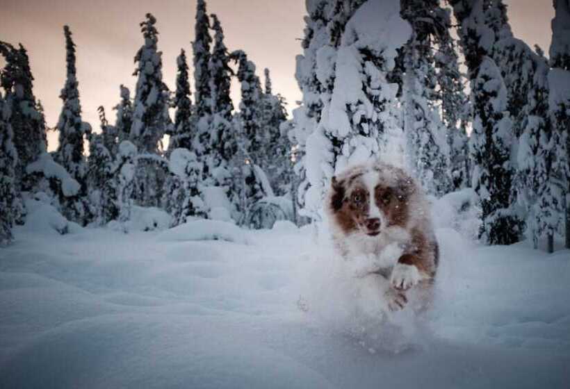 فندق Pinetree Lodge