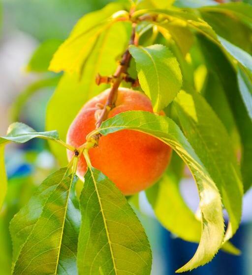 Пансион Guest House Raiski Kаt