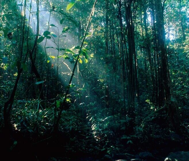 ホテル Explorer By Eco Team   Sinharaja