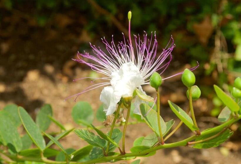 펜션 Le Mãƒâ nnare Case Vacanze Di Metopa Srl