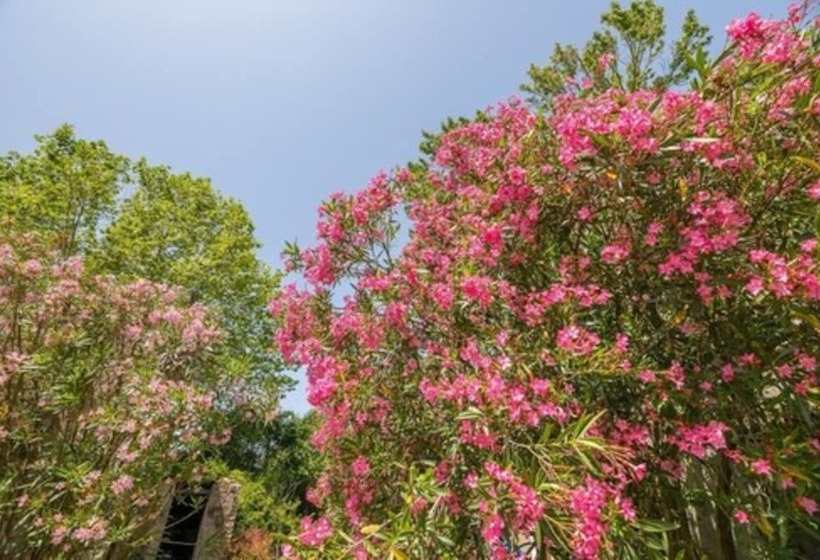 פנסיון Appart Hôtel Bellevue