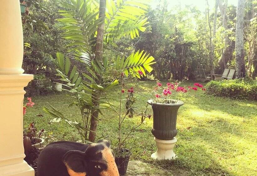 Villa Coconut   Hostel