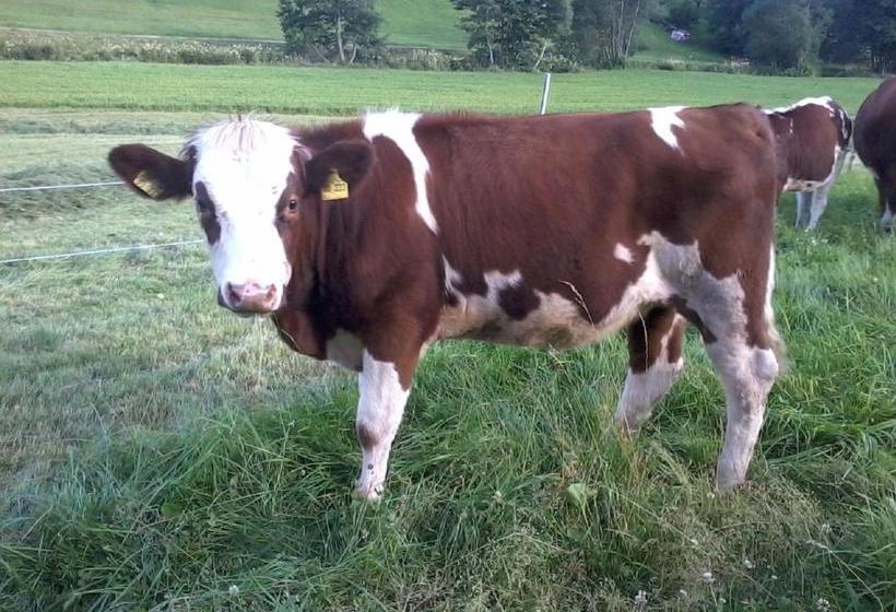 Hospedaria Am Neuhausbauernhof