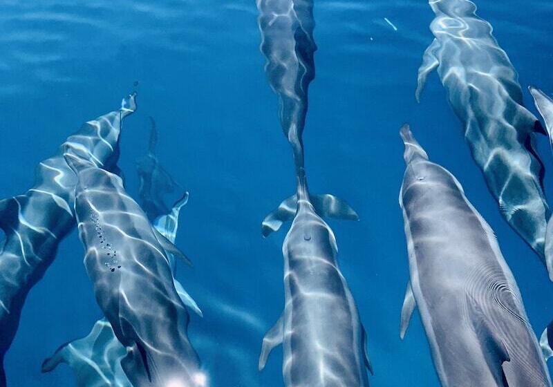 پانسیون Mariana Inn Maldives