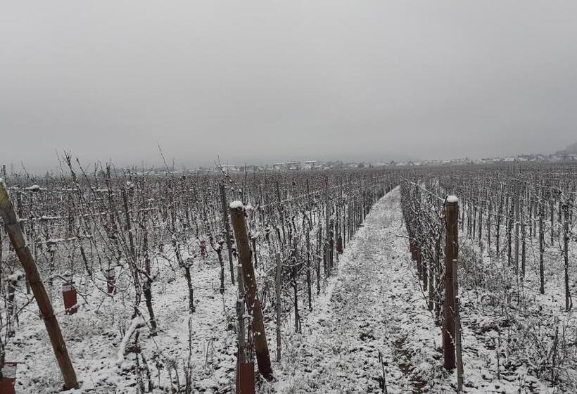 ベッドアンドブレックファースト Aux Pieds Des Vignes