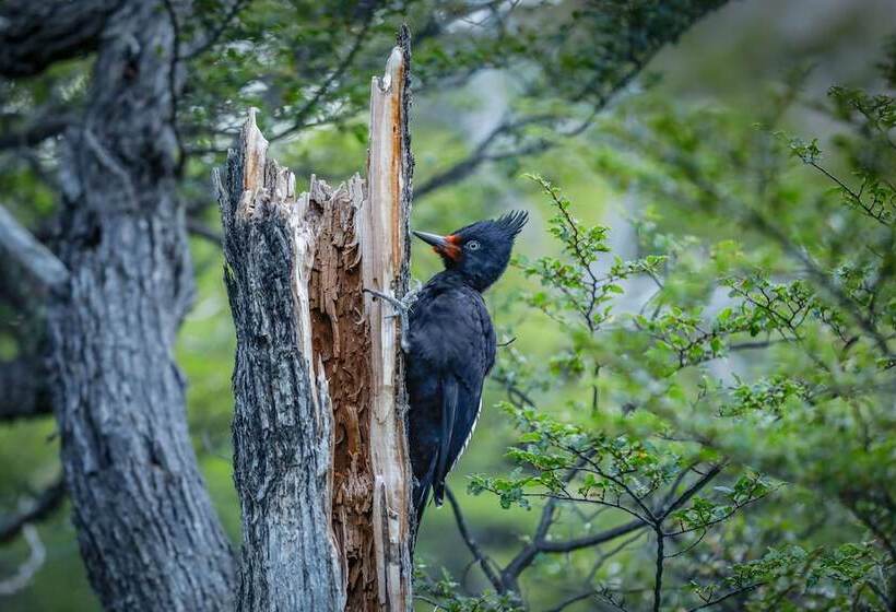 هتل Chalten Camp Glamping With A View