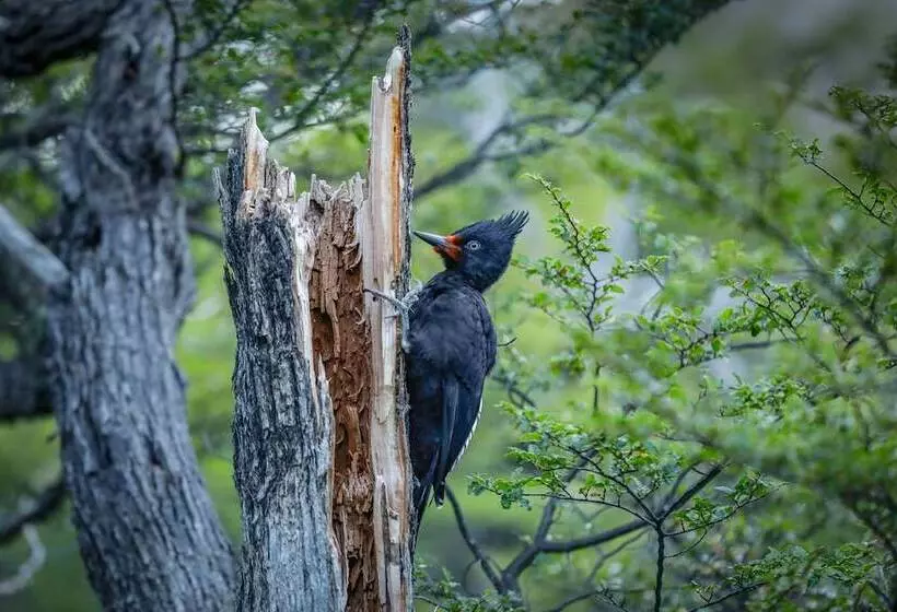 ホテル Chalten Camp   Glamping With A View
