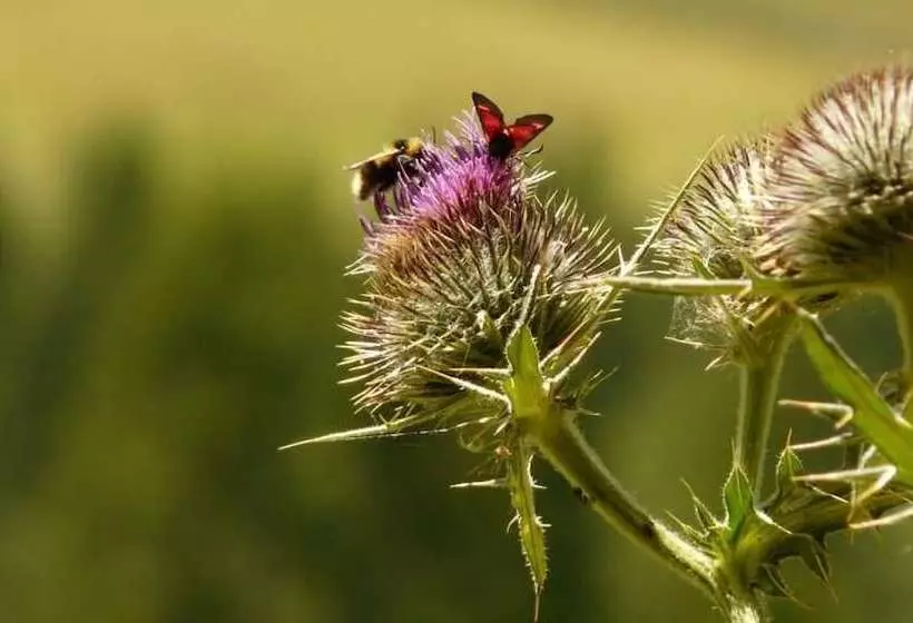 ベッドアンドブレックファースト Les Chambres Du Soleil