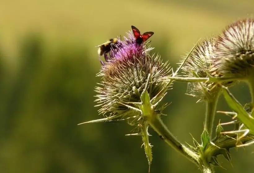 ベッドアンドブレックファースト Les Chambres Du Soleil