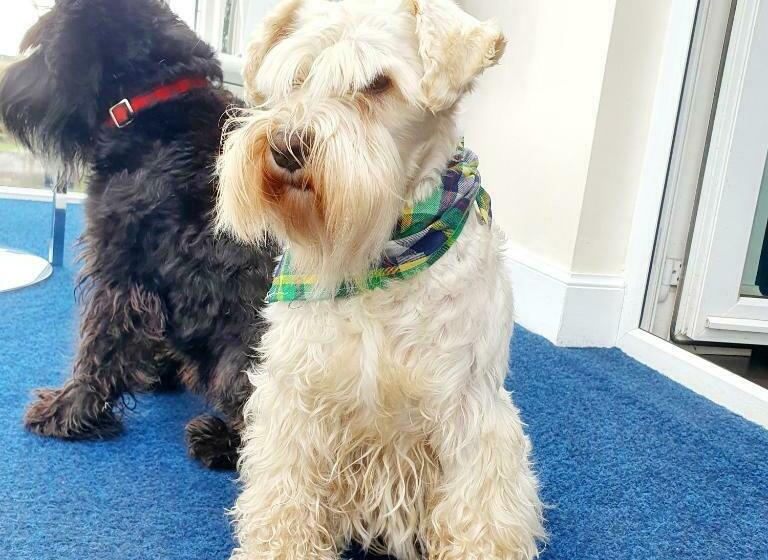 مبيت وإفطار The Orange Fox Lux Room And Hot Tub At The Grumpy Schnauzer Guest House