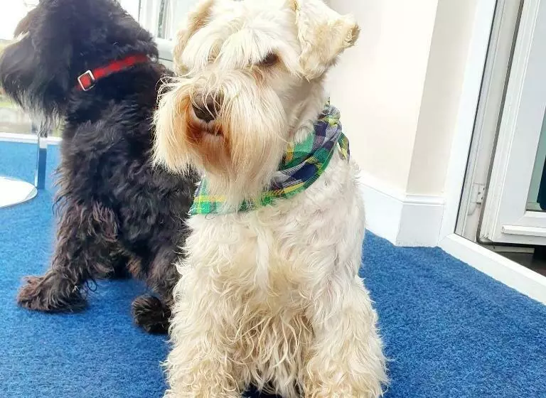 Aamiaismajoitus (B&B) The Orange Fox Lux Room And Hot Tub At The Grumpy Schnauzer Guest House