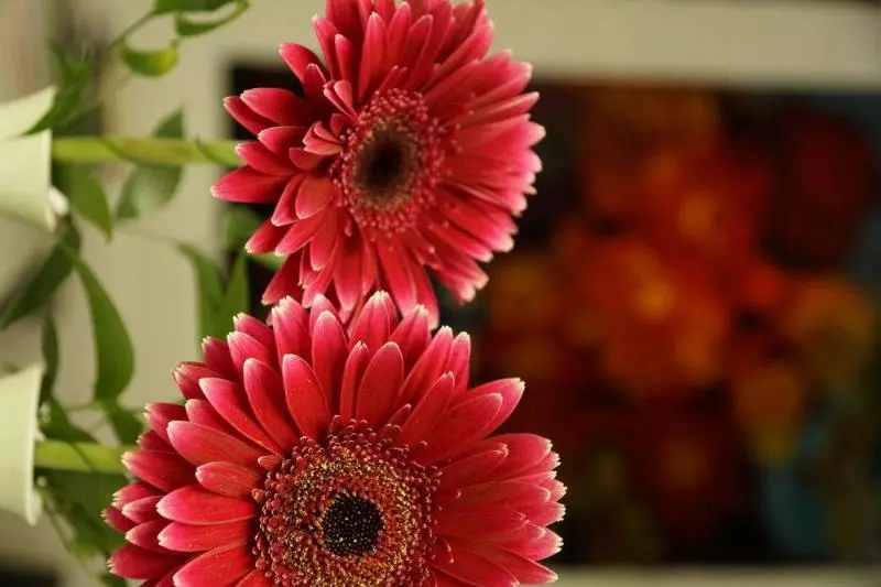 בית מלון כפרי Roth Am Strande