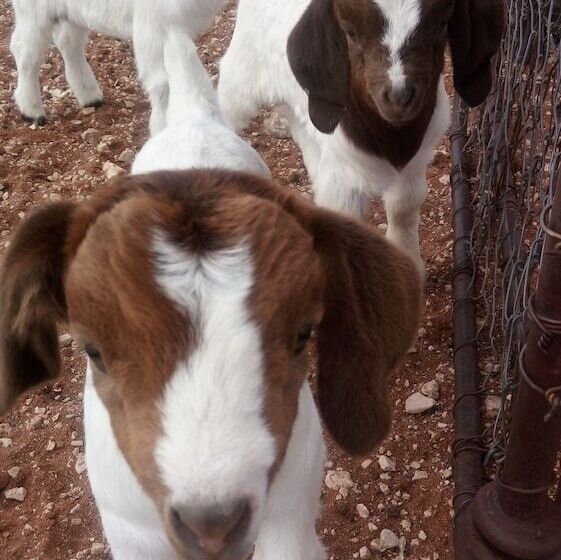 ホテル Platbakkies Farm Retreat