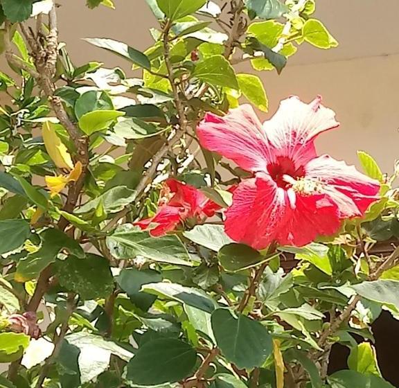 Pensão Pousada Cruzeiro Dos Anjos